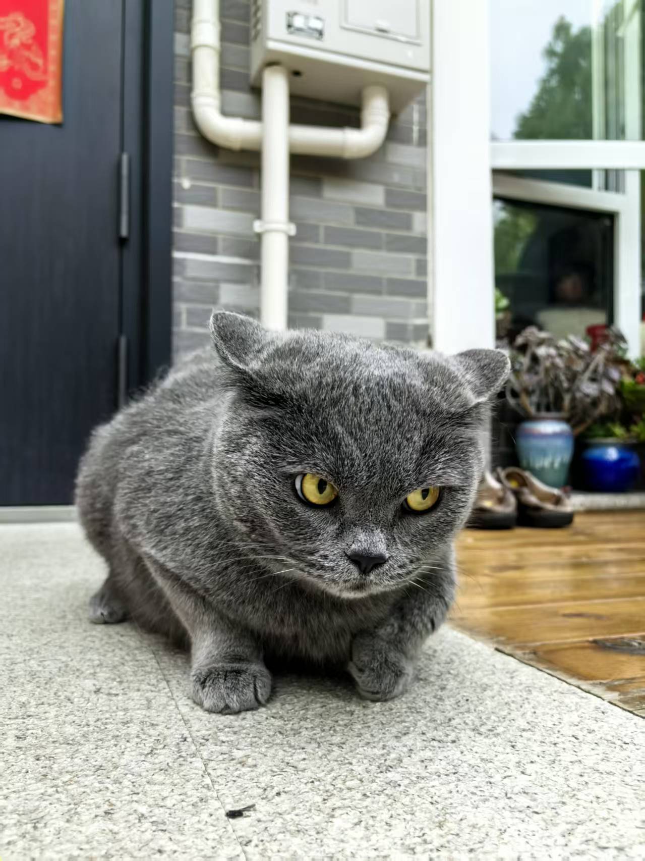 毛豆